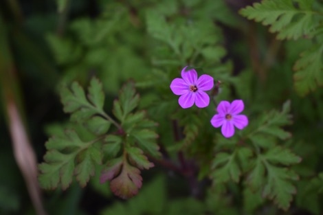 Herb Robert